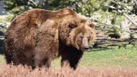 瑞典成德国队首次上半场领先未夺冠尴尬局面的始作俑者